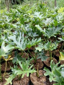 Jual pohon pihlodendrom 085940806961