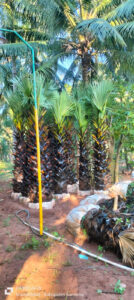 Jual pohon palem lontar 085940806961