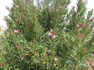 Jual pohon oleander 085940806961