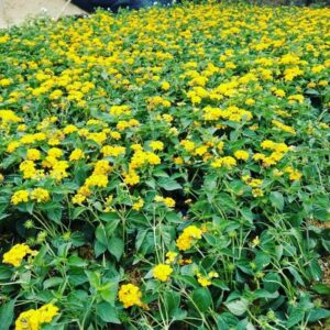 Jual pohon lantaran kuning 085940806961