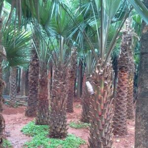 Jual pohon palem moralitas 085940806961