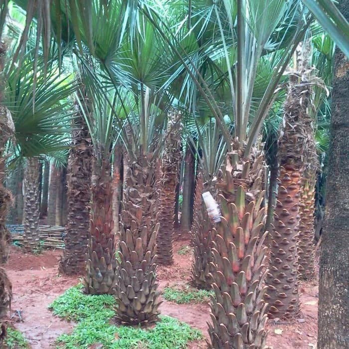 Jual pohon palem moralitas 085940806961