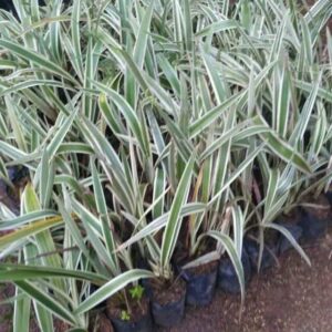 Jual pohon lilin Brasil 085940806961