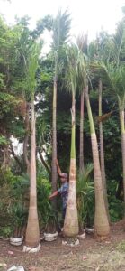 Jual pohon palem raja 085940806961