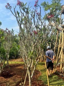 Jual pohon palem kamboja bali 085940806961