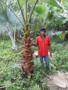 Jual pohon Washington 085940806961