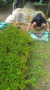 Pohon bibit Cenderawasi 