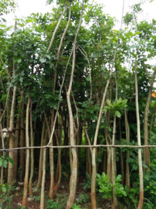 Jual pohon sosis 085940806961