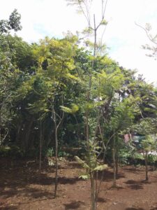 Jual pohon jacaranda 085940806961
