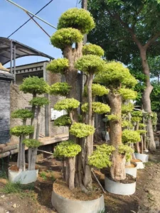 Jual pohon anting putri 085940806961