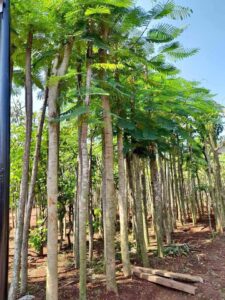 Jual pohon flamboyan 085940806961