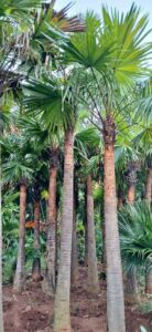 Jual pohon palem sedeng 085940806961