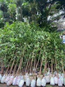 Jual pohon damar 085940806961