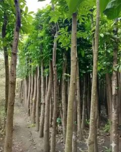 085940806961
Kami adalah jas pembuat taman, supplier tanaman, kontraktor dan maintenance.Tukang Taman Murah | Taman Minimalis | Taman Perumahan | Taman Perkantoran | Taman Mini Golf | Taman Basah | Taman Kering | Taman Lindung | Kolam Hias / Koi | Air Terjun Minimalis | Air Mancur Minimalis | Relief Cadas | Relief Tebing Buatan | Saung Bambu | Gazebo Kayu Kelapa / Jati Jepara | Suplier Tanaman Hias | Peneduh | Pelindung | Jenis Rumput | Bonsai | Pohon Buah | Dsb.tlpn.085940806961/wa 085940806961

Tukang Taman,Pohon Sikas,Pohon Sikas Murah,harga pohon sikas
kami tukang taman menjual berbagai \aneka tanaman dan rumput dengan harga yang lebih murah namun dengan kualitas bagus,untuk keperluan dekorasi taman indoor ataupun outdoor.serahkan keindahan,keasrian,dan kesejukan taman rumah,kantor,dll,kepada kami karna kami ahlinya.

untuk info dan pemesanan silahkan hub

Telp 08594080961
Wa. 08594080961

By ishaqtaman