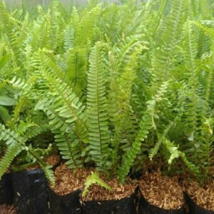 Jual pohon pakis kelabang 085940806961