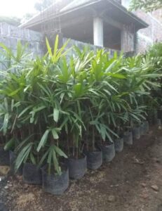 Jual pohon palem waregu 085940806961
