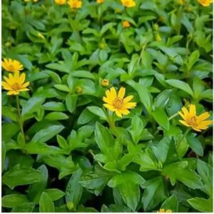 Jual pohon seruni rambat 085940806961