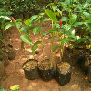 Jual pohon paling pentol 085940806961
