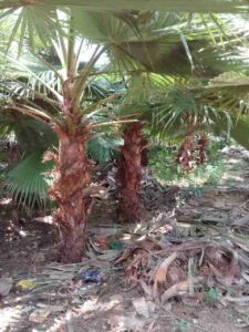 Jual pohon palem sinensis 085940806961