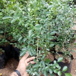 Jual pohon kemuning 085940806961