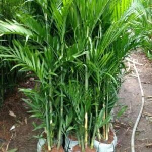 Jual pohon palem jepang 085940806961