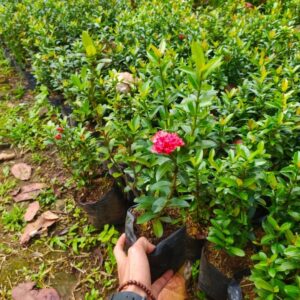 Jual pohon soka jambon 085940806961