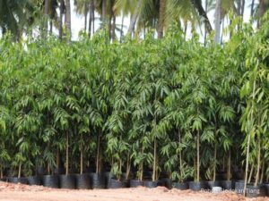 Jual pohon glodokan tiang