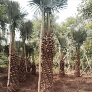 Jual pohon palem bajul 085940806961