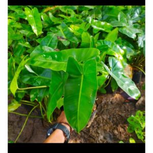 Jual pohon pihlo berkelebat 085940806961