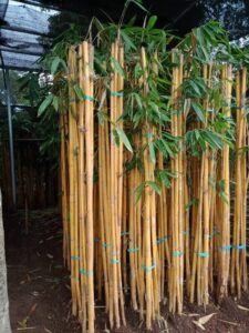 Jual pohon bambu kuning