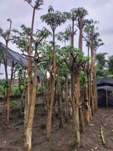 Jual pohon pule 085940806961