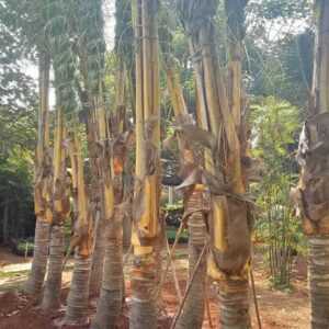 Jual pohon kelapa kuning
