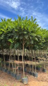 Jual pohon kiara payung 085940806961