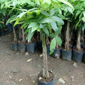 Jual pohon pachira