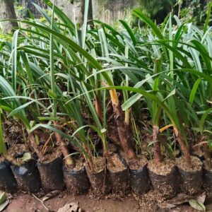 Jual pohon bakung air mancur 085940806961