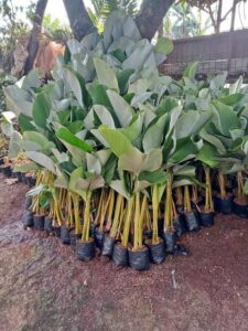 Jual Pohon pisang calathea