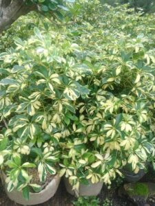 Jual pohon walisongo varigata 085940806961