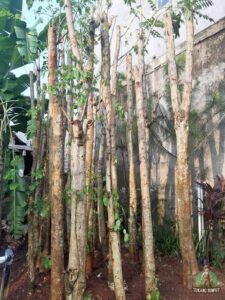 Jual pohon sepatu dea