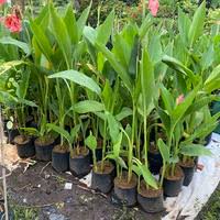 Jual pohon cana/bunga tasbih 085940806961