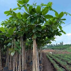 jual pohon ketapang laut 085940806961