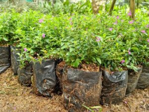 Jual pohon Taiwan belut 085940806961