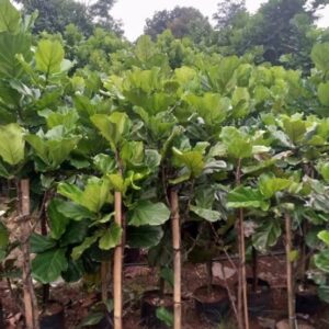 Jual pohon biola cantik