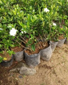 Jual pohon kaca piring 085940806961