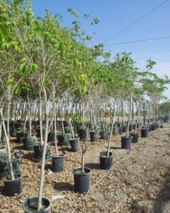 jual pohon kupu-kupu 085940806961