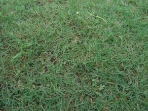 Jual rumput gajah liar 085940806961