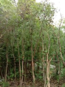 Jual pohon Liang Liu 085940806961