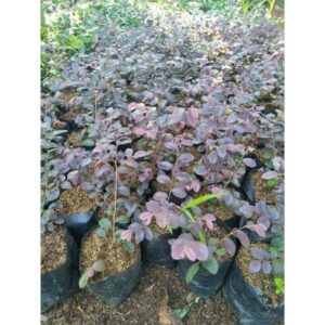 Jual pohon loropetalum 085940806961