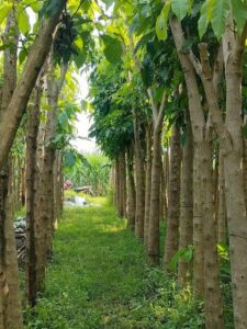 Jual pohon Tabebuya rossea 085940806961