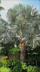 Jual pohon palem bismarkia 085940806961