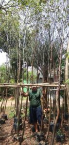 Jual pohon Eucalyptus 085940806961